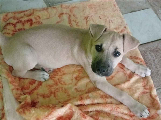 Cachorro cão para adoção Macho Médio  2 a 6 meses 