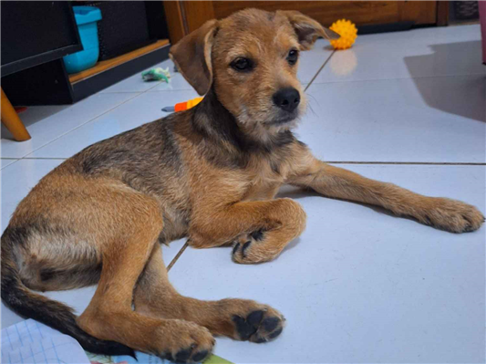 Cachorro cão para adoção Fêmea Médio  2 a 6 meses 