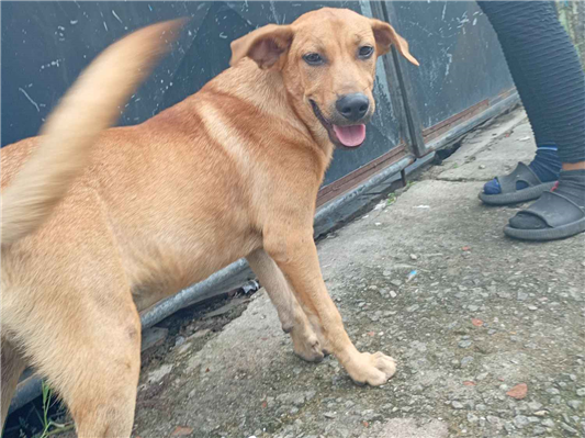 Cachorro cão para adoção Macho Grande 7 a 11 meses 