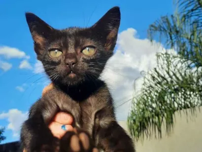 Gato SRD-ViraLata Pequeno 2-a-6-meses