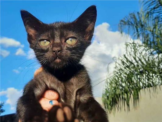 Gato para adoção Ambos Pequeno 2 a 6 meses