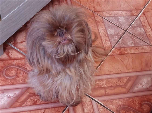Cachorro cão para adoção Fêmea Pequeno 5 anos 