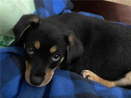 Cachorro cão para adoção Macho Pequeno 2 a 6 meses 