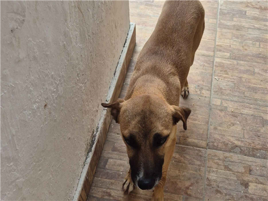 Cachorro cão para adoção Macho Pequeno 1 ano 