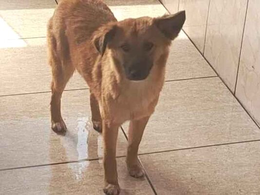 Cachorro cão para adoção Ambos Médio  7 a 11 meses 