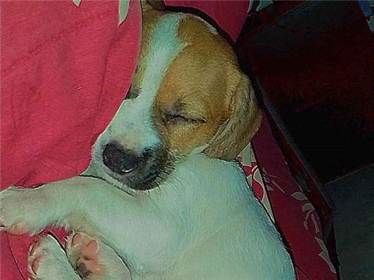 Cachorro cão para adoção Fêmea Pequeno Abaixo de 2 meses 