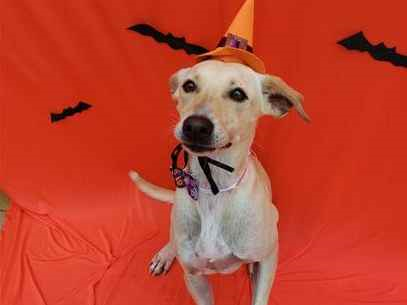 Cachorro cão para adoção Fêmea Médio  4 anos 