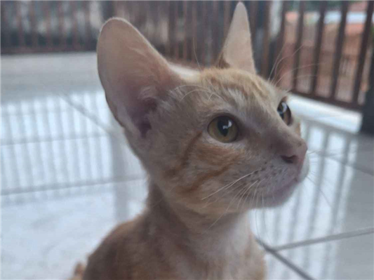 Gato para adoção Macho Pequeno 2 a 6 meses
