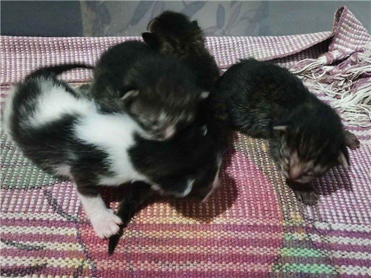 Gato para adoção Ambos Pequeno Abaixo de 2 meses