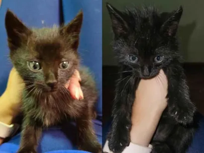 Gato SRD-ViraLata Medio 2-a-6-meses