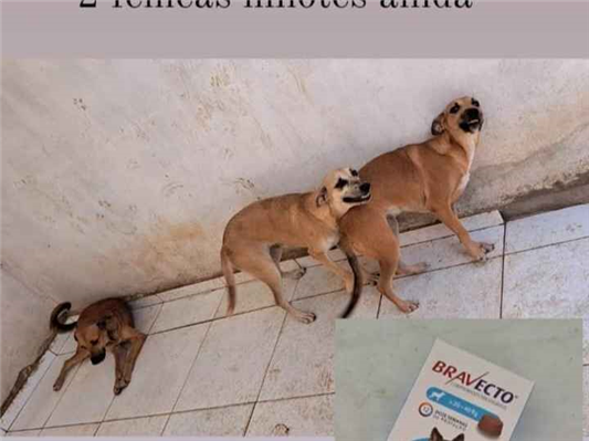 Cachorro cão para adoção Fêmea Médio  2 anos 