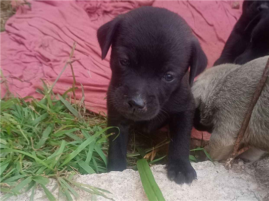 Cachorro cão para adoção Fêmea Pequeno 2 a 6 meses 