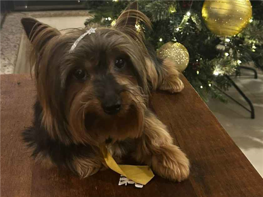 Cachorro cão para adoção Macho Pequeno 6 anos Acima 