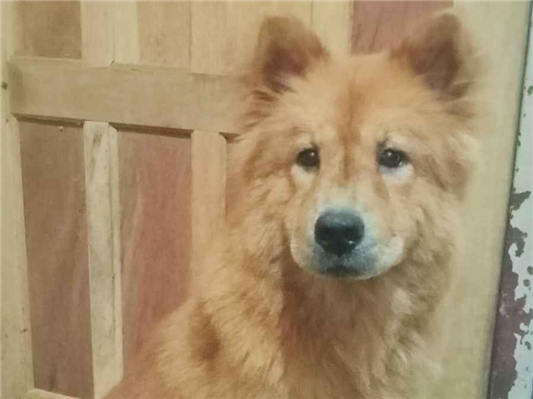 Cachorro cão para adoção Fêmea Médio  2 a 6 meses 