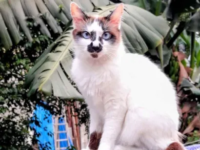 Gato SRD-ViraLata Pequeno 2-anos