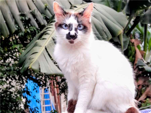 Gato para adoção Fêmea Pequeno 2 anos