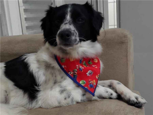 Cachorro cão para adoção Macho Médio  1 ano 