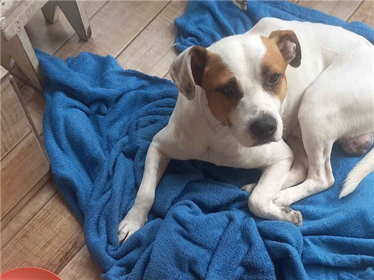 Cachorro cão para adoção Macho Médio  2 anos 