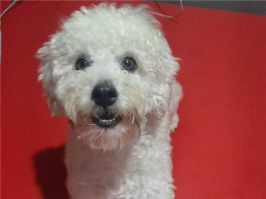 Cachorro cão para adoção Macho Pequeno 2 anos 