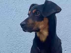 Cachorro cão para adoção Macho Médio  1 ano 