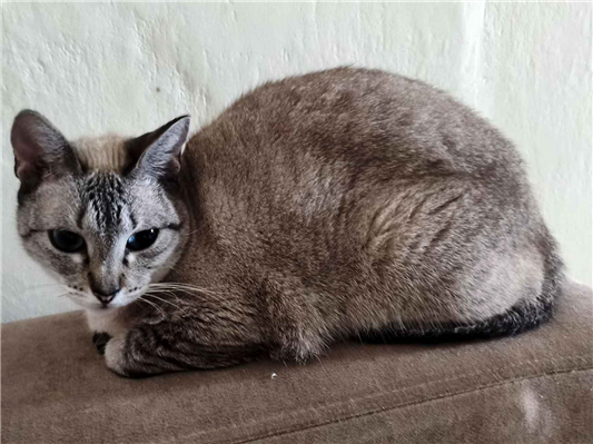 Gato para adoção Fêmea Pequeno 5 anos