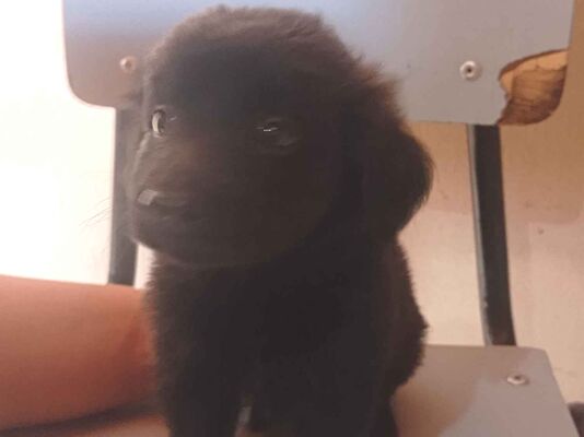 Cachorro cão para adoção Fêmea Pequeno Abaixo de 2 meses 