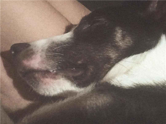 Cachorro cão para adoção Macho Médio  1 ano 