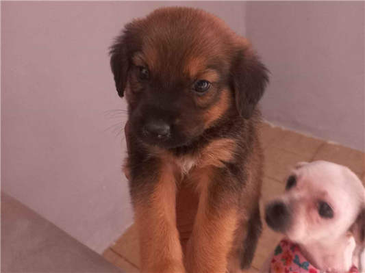 Cachorro cão para adoção Macho Pequeno 2 a 6 meses 