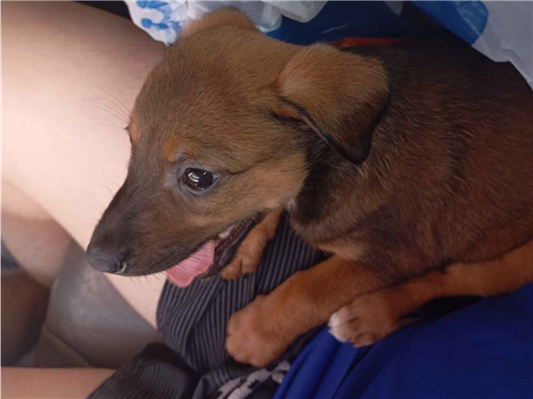 Cachorro cão para adoção Fêmea Médio  2 a 6 meses 