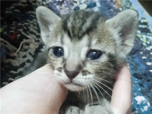 Gato para adoção Ambos Pequeno 2 a 6 meses