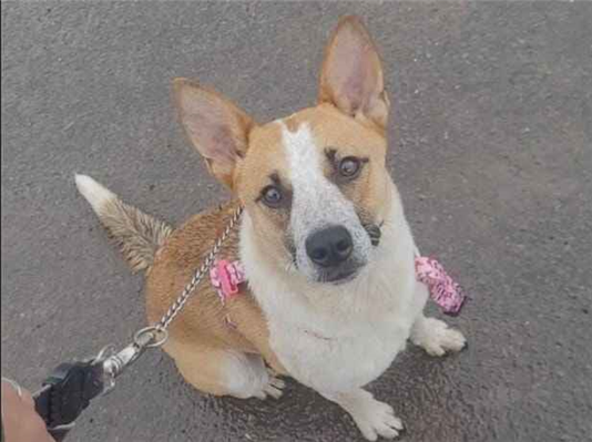 Cachorro cão para adoção Fêmea Médio  1 ano 