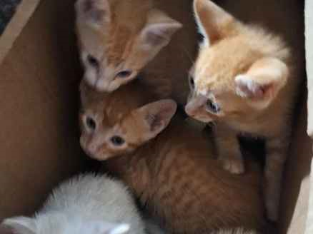 Gato para adoção Ambos Pequeno Abaixo de 2 meses