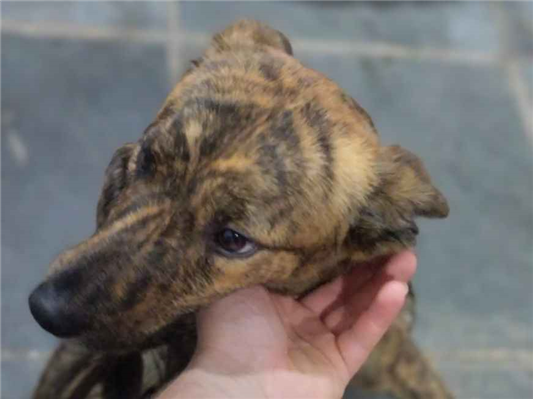 Cao - Macho Médio7 a 11 meses