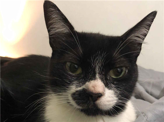 Gato para adoção Fêmea Pequeno 2 a 6 meses