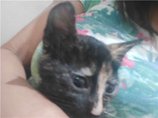 Gato para adoção Fêmea Pequeno 2 a 6 meses