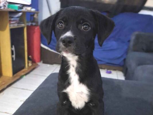 Cachorro cão para adoção Macho Médio  2 a 6 meses 