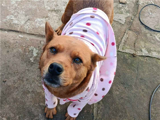 Cachorro cão para adoção Fêmea Médio  5 anos 