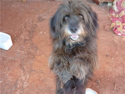 Cachorro cão para adoção Macho Médio  3 anos 