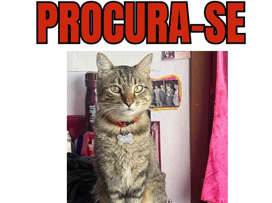 Gato Procura-Perdido Macho Médio 6 anos Acima 