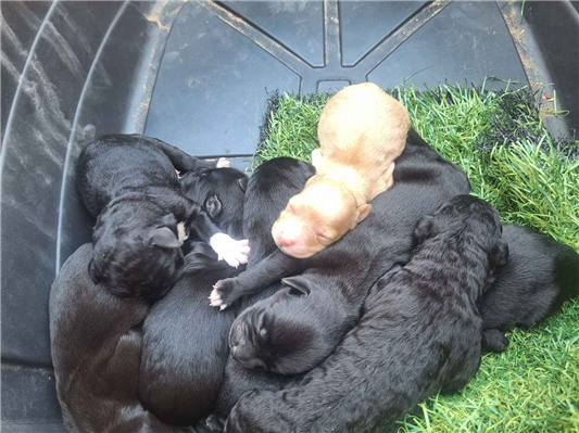 Cachorro cão para adoção Ambos Médio  Abaixo de 2 meses 