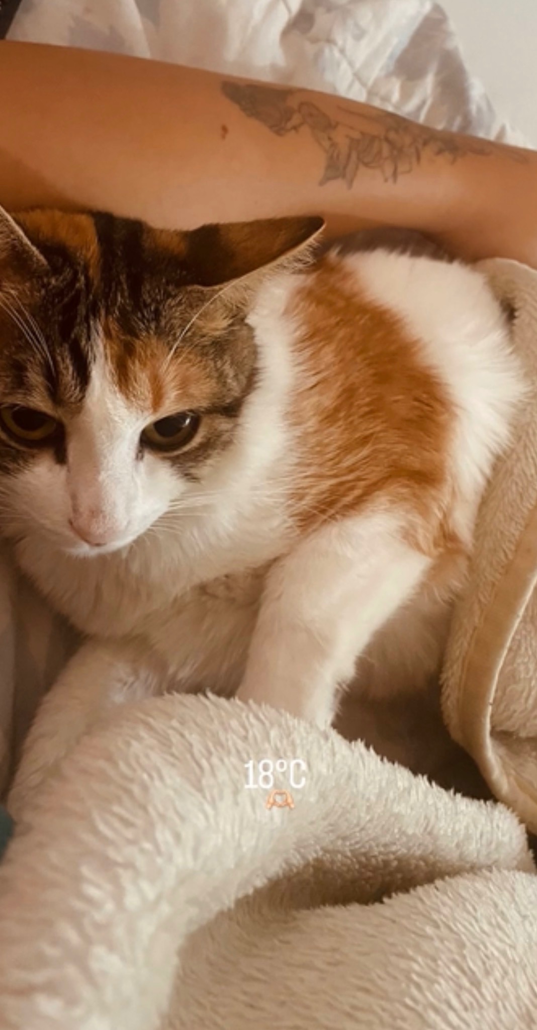 Gato para adoção Fêmea Pequeno 2 anos