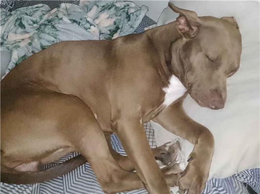 Cachorro cão para adoção Fêmea Médio  3 anos 