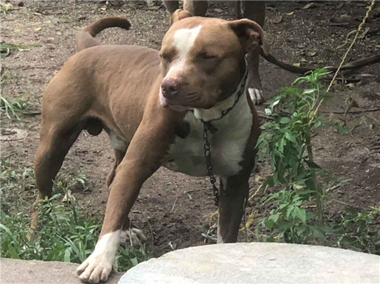Cachorro cão para adoção Ambos Médio  2 a 6 meses 