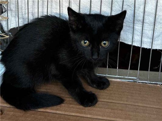 Gato para adoção Fêmea Pequeno 2 a 6 meses