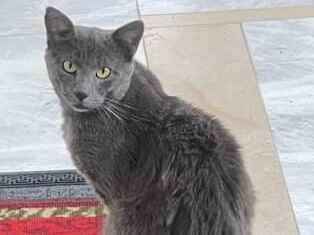 Gato - Macho Médio1 ano