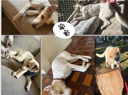 Cachorro cão para adoção Macho Médio  1 ano 