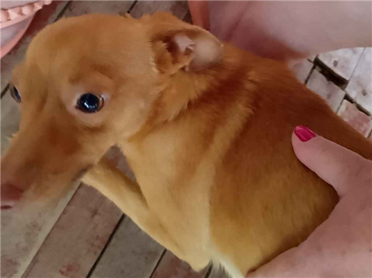 Cachorro cão para adoção Fêmea Pequeno 1 ano 