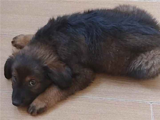 Cachorro cão para adoção Macho Pequeno 2 a 6 meses 