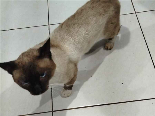 Gato para adoção Macho Pequeno 7 a 11 meses