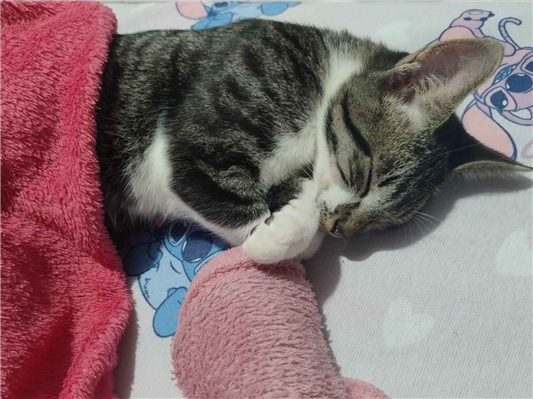 Gato para adoção Macho Pequeno 2 a 6 meses